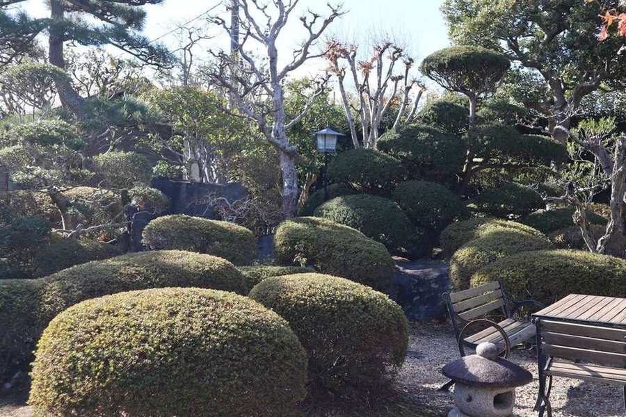 とても綺麗な丸型(ツツジの玉仕立て)