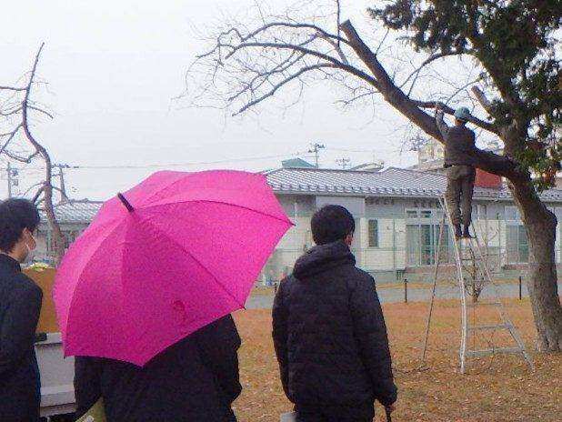 剪定作業を見学中