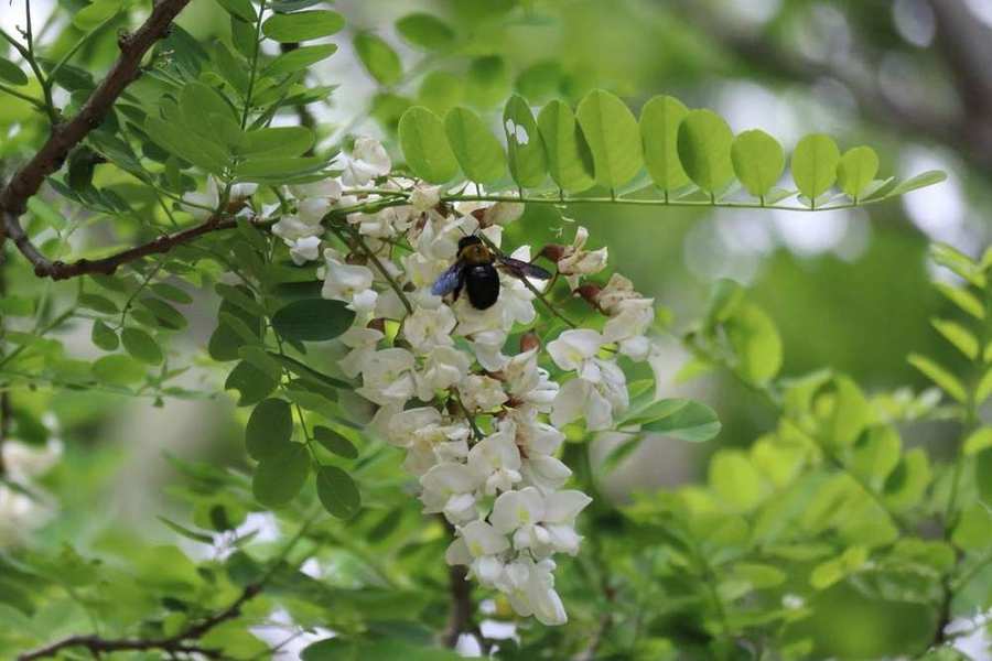 ニセアカシアの蜜を吸うクマバチ