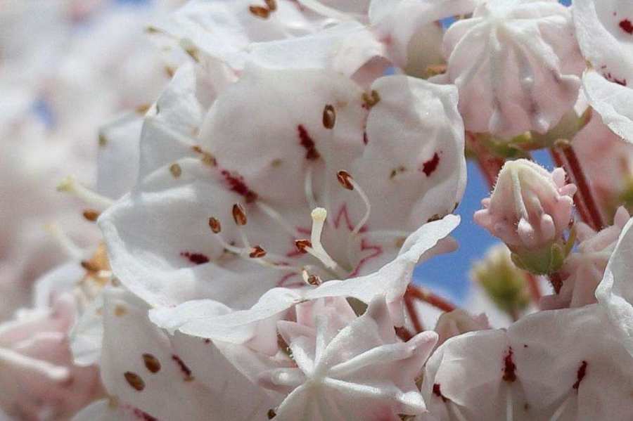 雄しべが花びらから外れた!