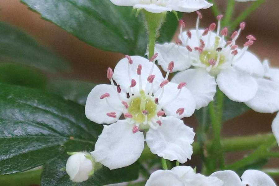 サンザシの花